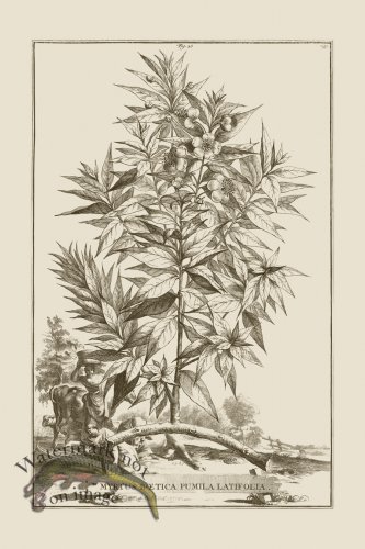 (image for) Abraham Munting 026