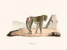 Cuvier 333 Female Drill