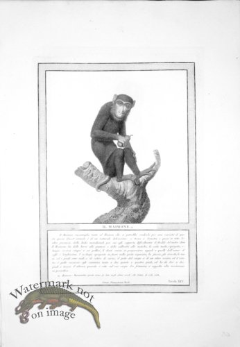 (image for) The_Monkeys_17