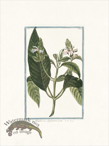 (image for) Bonelli 210 Adathoda Zeylanensium