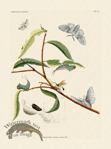(image for) Wilkes Butterflies 034