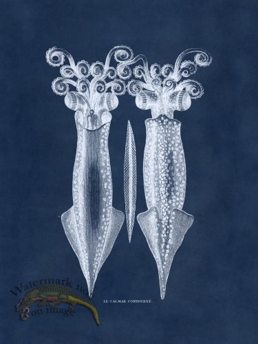 (image for) Octopus Blue 41