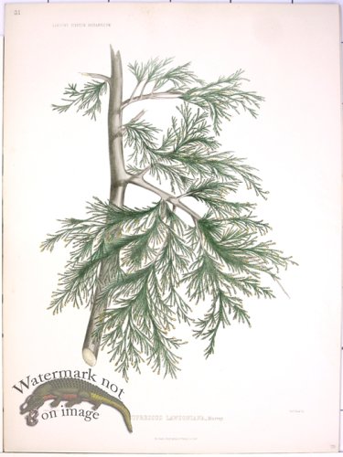 (image for) Lawson Pine Cone 35