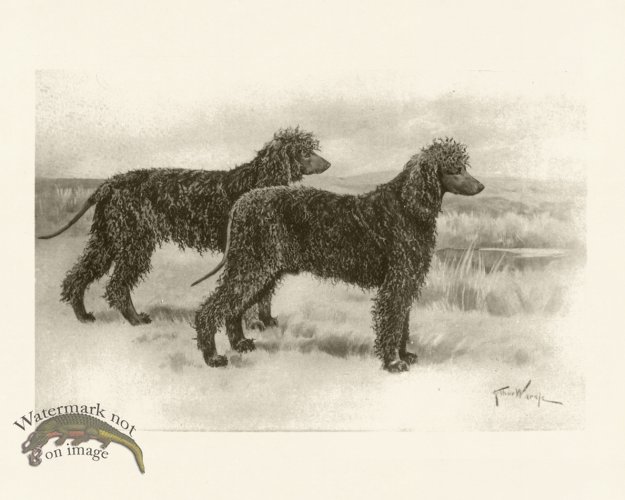 (image for) Modern Dogs 05