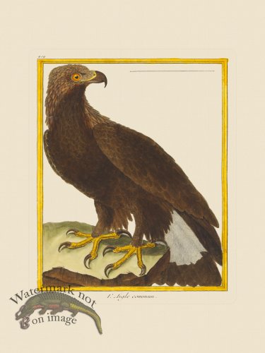 (image for) Martinet Bird 409