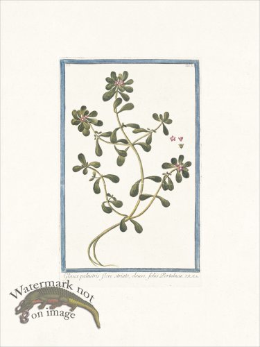 (image for) Bonelli 031 sword lily