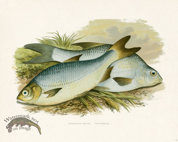 (image for) British FW 15