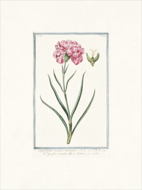 Bonelli 523 Carnation