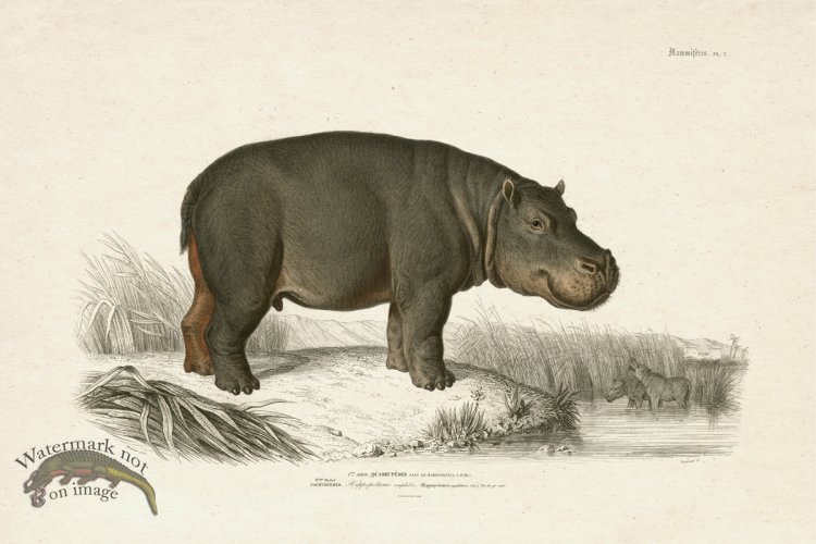 FNH 07 Hippopotamus