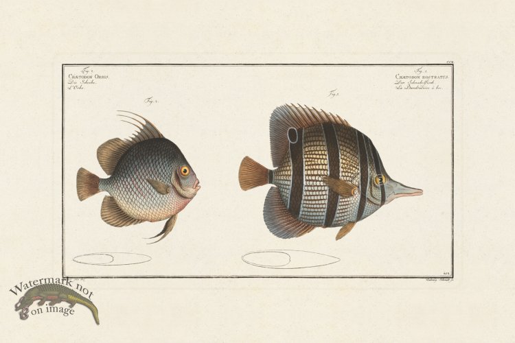 (image for) BLOCH FISH 202