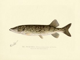 Pickerel - from Hudson River