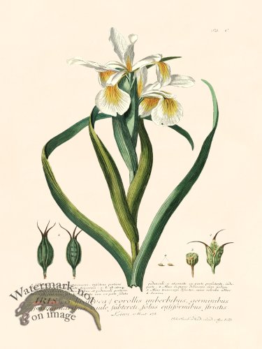 (image for) Trew Botanical 99