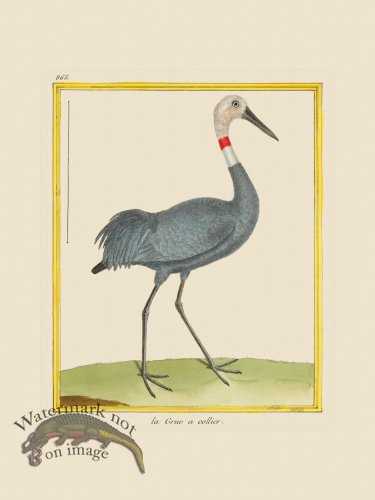 (image for) Martinet Bird 865