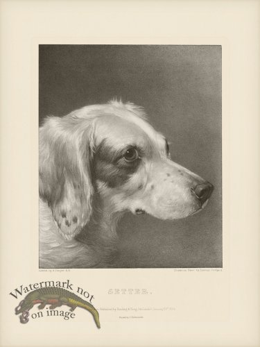 (image for) SA Dogs 05 Setter