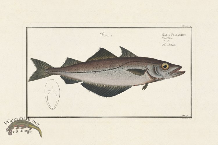 (image for) BLOCH FISH 068