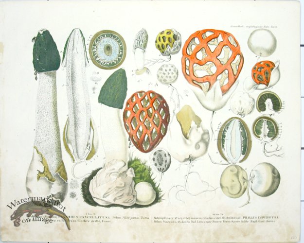 (image for) Mushroom Atlas 32