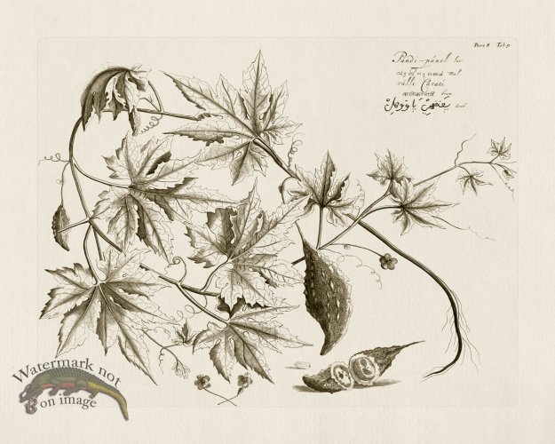 (image for) HORTUS VOl 08 09