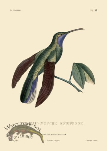 (image for) Humming Bird 35