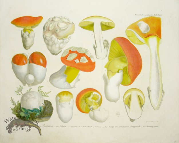 (image for) Mushroom Atlas 02