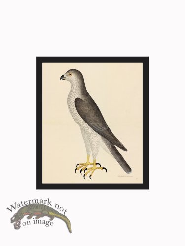 (image for) Rudbeck CFA_BF 31 Goshawk