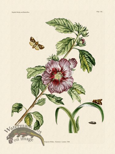 (image for) Wilkes Butterflies 102