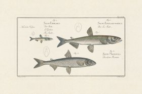 (image for) BLOCH FISH 028