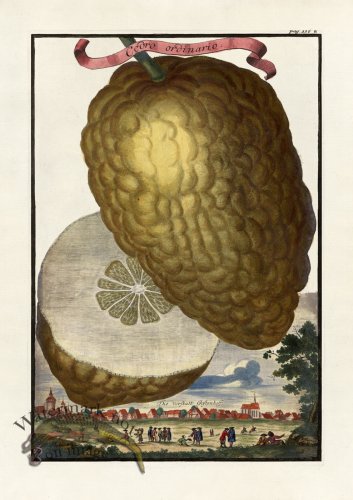 (image for) Volckamer 043