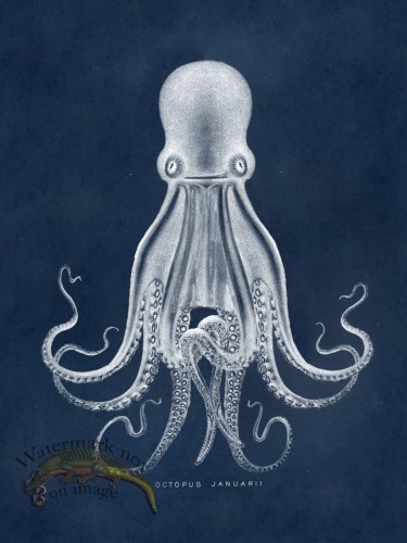 (image for) Octopus Blue 07