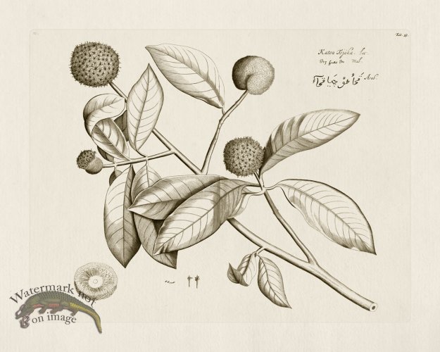 (image for) HORTUS VOl 03 33