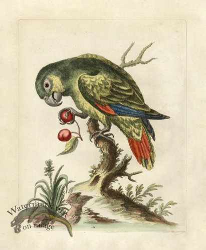 Edwards Parrot 22.jpg