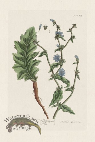 (image for) BEE 183 Wild Succory