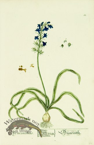 (image for) Blackwell German 120