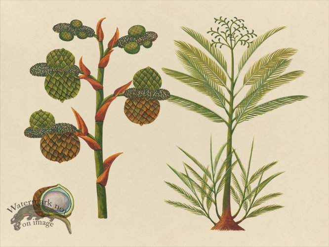 (image for) Far East Fruit and Flowers 24