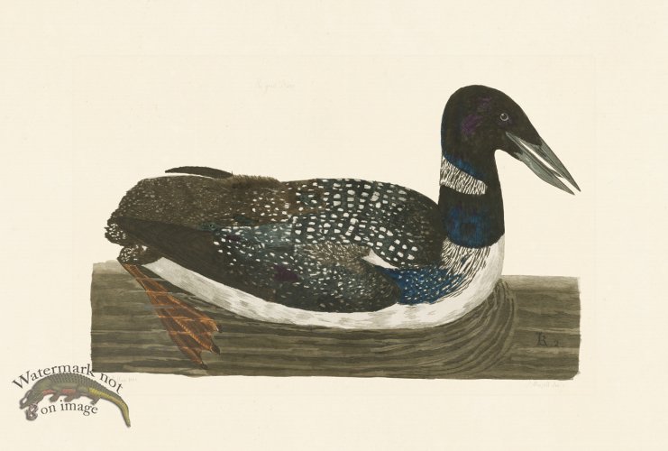 (image for) Pennant Zoology 029