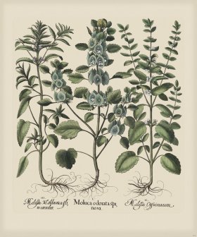 Besler 226 Colored B2