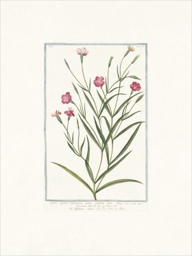 Bonelli 528 Black catchfly