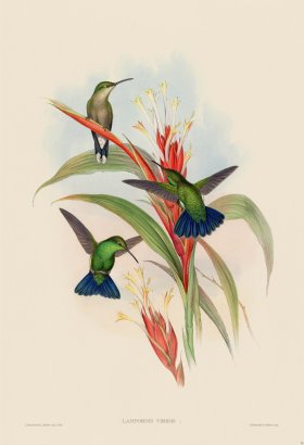 Gould Hummingbird 078
