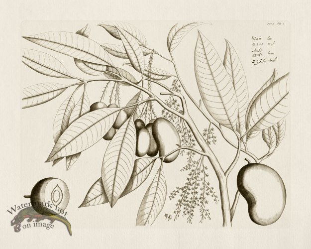 (image for) HORTUS VOL 04 02