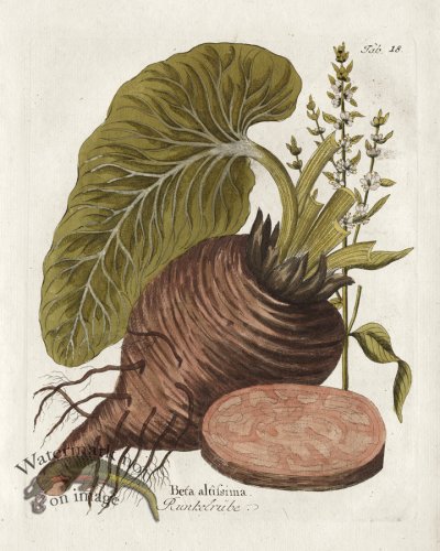 (image for) Common Beet