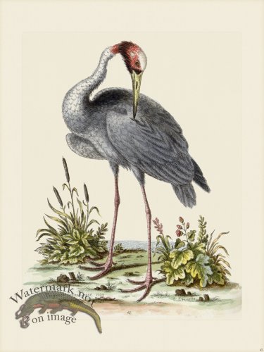 (image for) Edwards 045 Greater Indian Crane