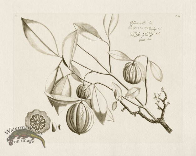 (image for) HORTUS VOL 01 24