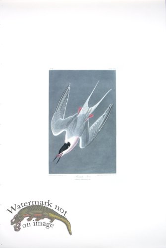 (image for) Roseate Tern
