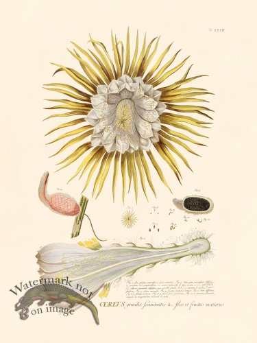 (image for) Trew Botanical 32