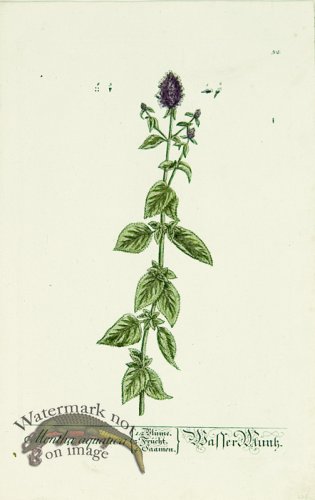 Blackwell German 071