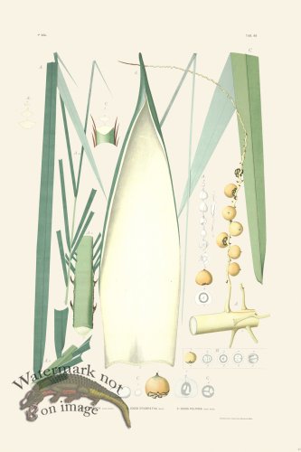 (image for) Rodrigues Palm Front 043