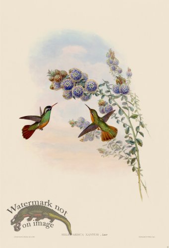 (image for) Gould Hummingbird 065