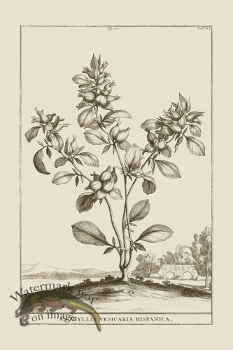 (image for) Abraham Munting 101