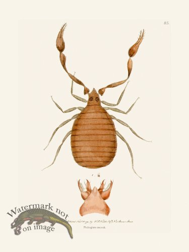 (image for) 085 Phalangium Cancroid