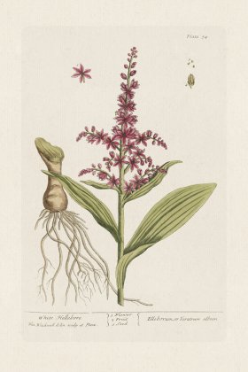 BEE 074 White Hellebore