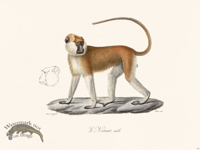 (image for) Cuvier 340 The Male Nisnas